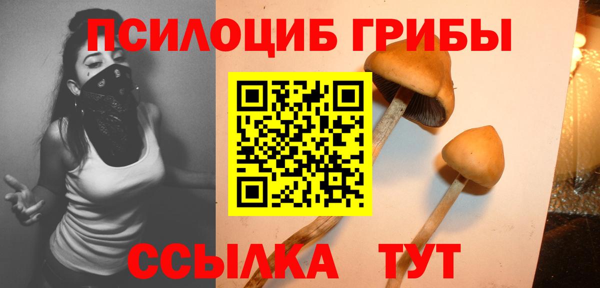 Галлюциногенные грибы Psilocybe Кировск